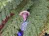 Katie hiding among the giant tree ferns, common to the rainforest areas.