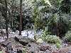 A rain forest shot on Mt. Glorius, west of Brisbane and adjacent to Mt. Nebo, while on a nature walk.