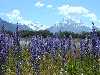 View of Mt. Cook again, with a field of lupine in the foreground.